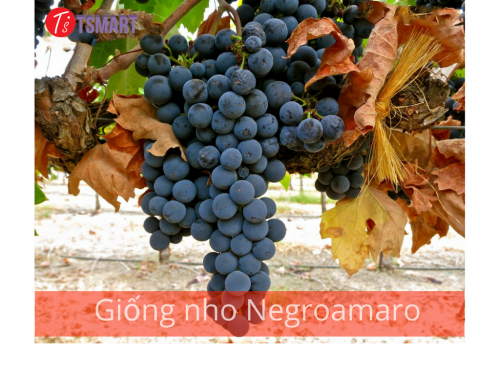 TRUYỀN THUYẾT GIỐNG NHO NEGROAMARO 