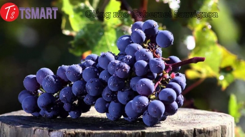 Tìm Hiểu Giống Nho Cabernet Sauvignon
